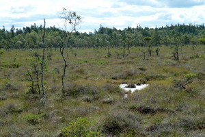 Mogölsmyren